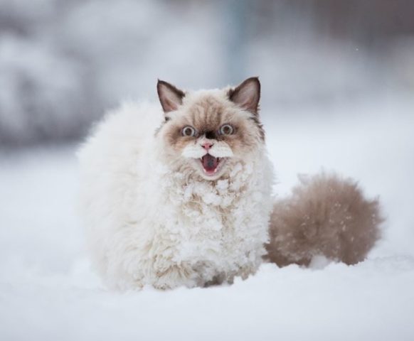 Зима – кошка в снегу
