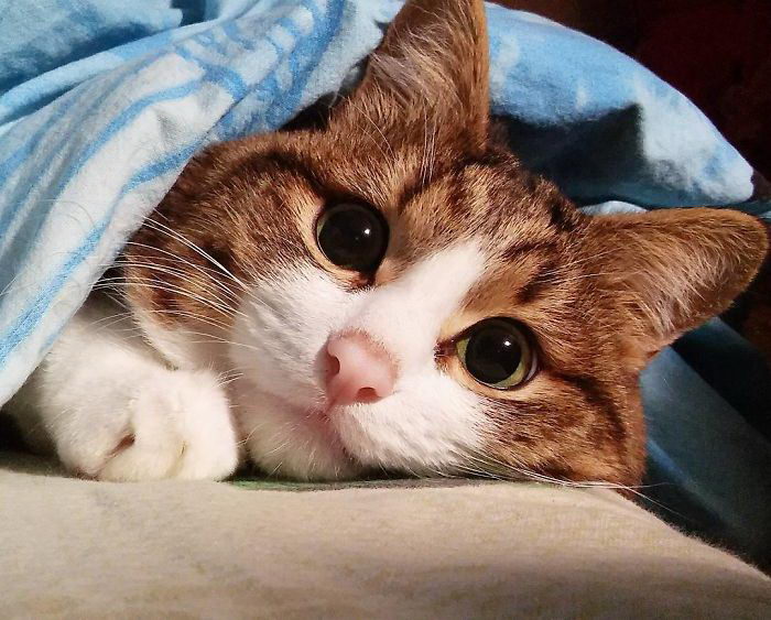 Кот Рекси с самой живой мимикой на свете Кот Рекси с самой живой мимикой на свете