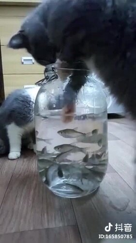 Смешные коты, которые поднимают настроение #152