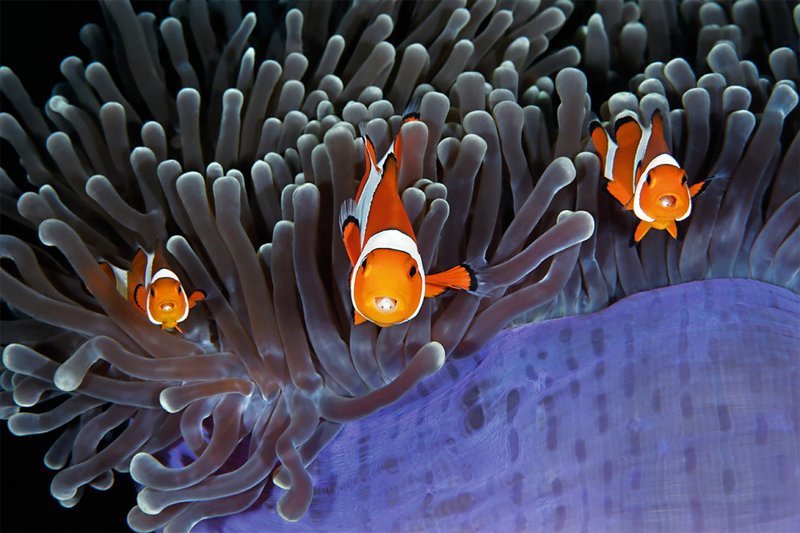 Инсайдеры", Цин Лин Инсайдеры", Цин Лин Wildlife Photographer of the Year, животные, конкурс, мир, под водой, природа, фотография, фотомир