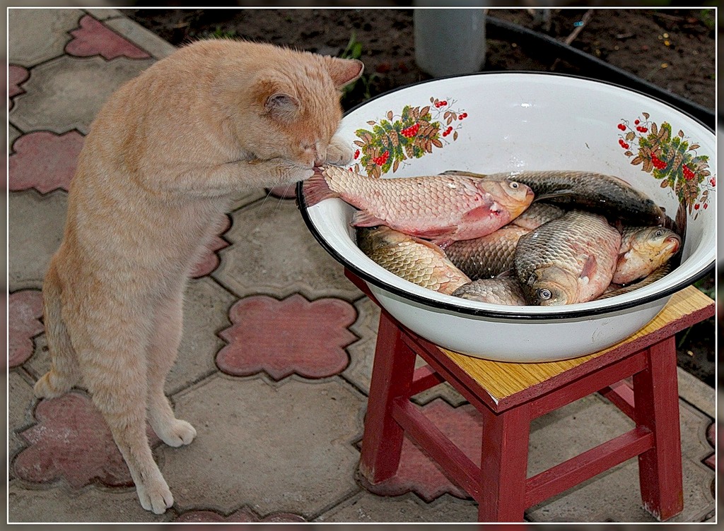 Ужин будет, отменный ! Ужин будет, отменный !
