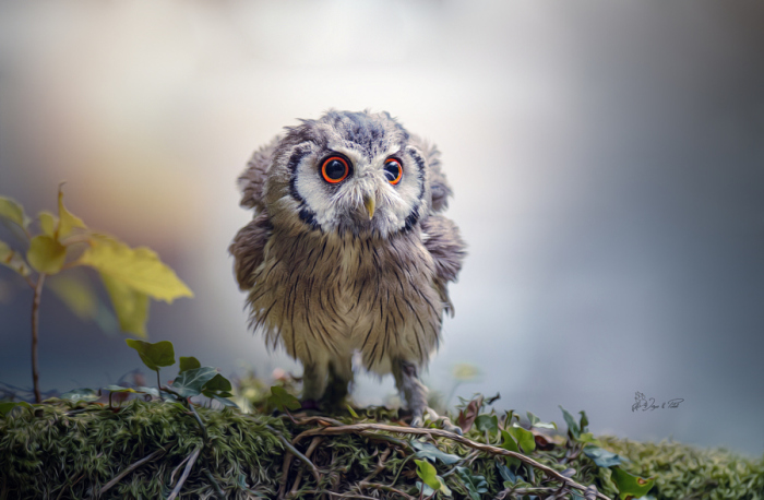 Пушистенькое чудо. Автор фотографии: Таня Брандт (Tanja Brandt).