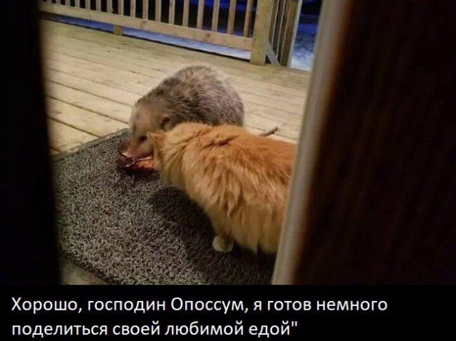 Наглость – второе счастье (7 фото) Наглость – второе счастье (7 фото)