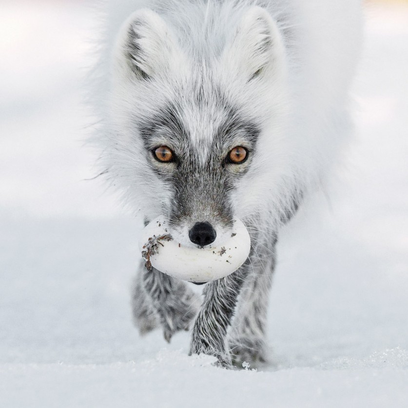 Финалисты фотоконкурса дикой природы Wildlife Photographer of the Year 2017