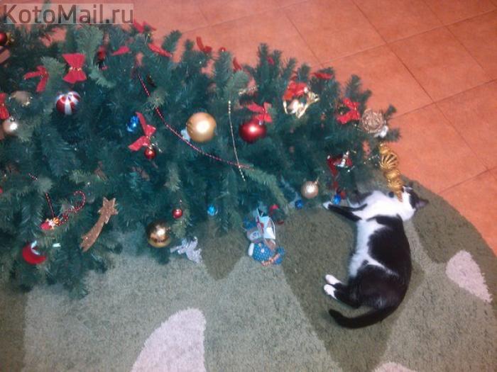 Коты и елка Коты и елка