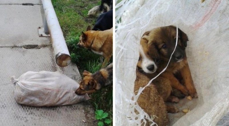 Малыши бились за жизнь в завязанном пластиковом мешке В завязанном пластиковом мешке малыши бились за жизнь!
