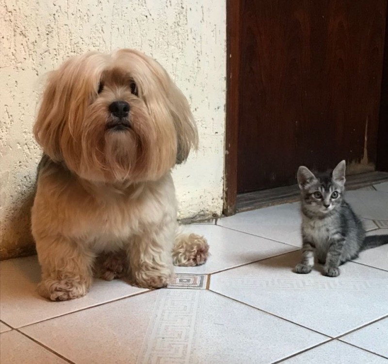 "В нашем доме не будет кота! Мама запретила оставлять котенка, но что-то пошло не по плану... "В нашем доме не будет кота! Мама запретила оставлять котенка, но что-то пошло не по плану...