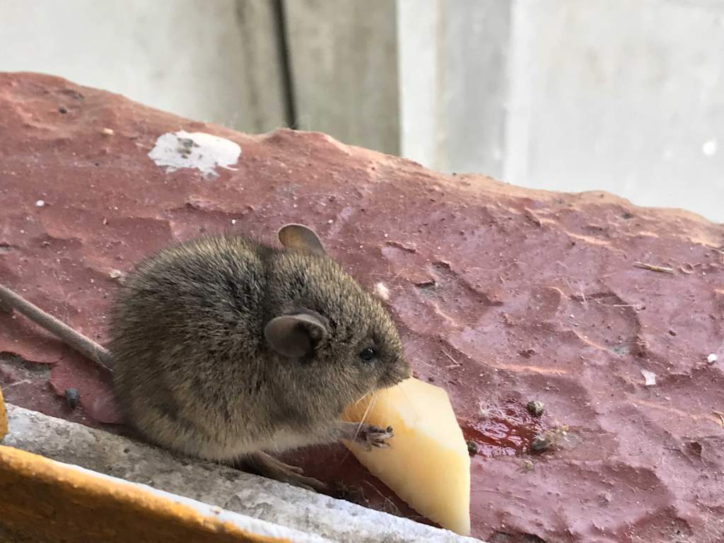 Специалисты напомнили, почему важно своевременно бороться с грызунами в доме