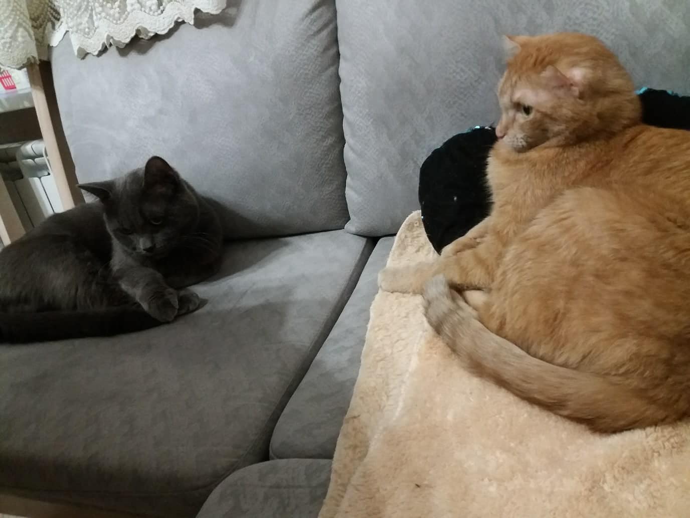 помощь бездомному коту два кота