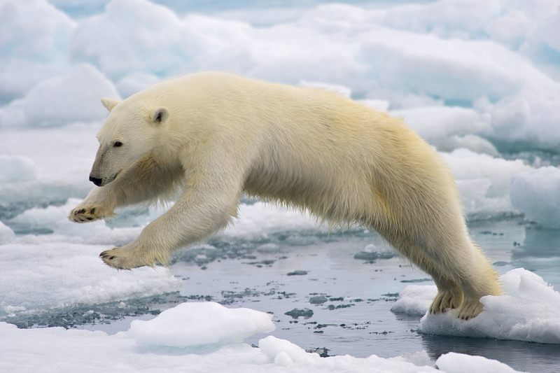 A polar bear in Svalbard navigates some melting ice.