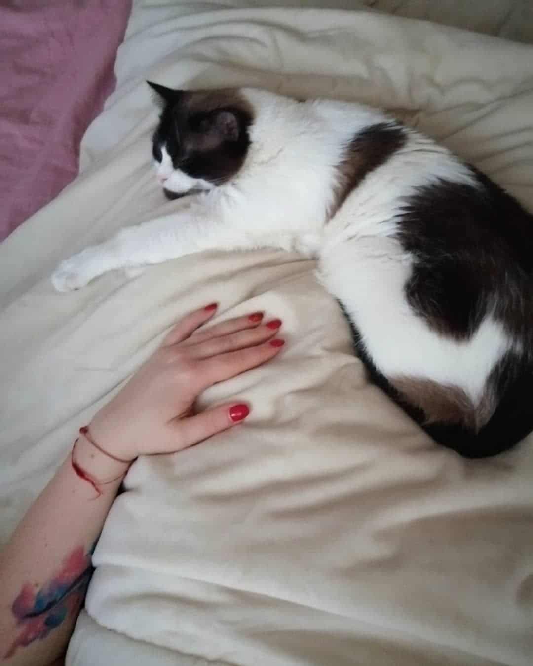 кота обижали другие питомцы кот на кровати