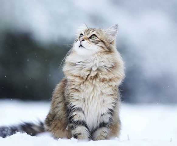 Зима – кошка в снегу