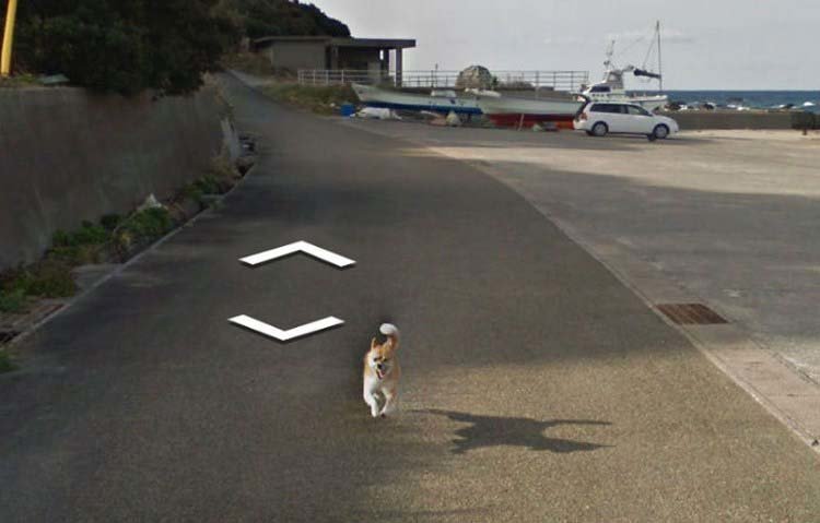 В Японии собака проследовала за автомобилем Google Street View, забавно «испортив» каждую сделанную им фотографию В Японии собака проследовала за автомобилем Google Street View, забавно «испортив» каждую сделанную им фотографию google street view, животные, кадр, собака, юмор