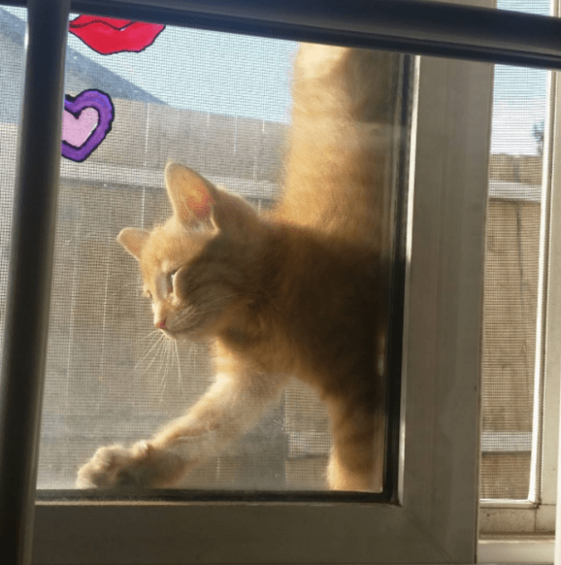 Малыши, которые ещё не совсем готовы быть котами)) Малыши, которые ещё не совсем готовы быть котами))
