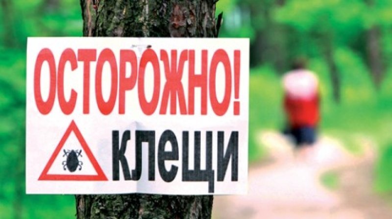 Российские ученые развеяли мифы о клещах Российские ученые развеяли мифы о клещах