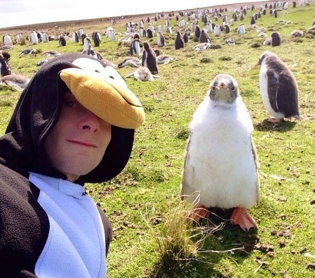 Найди лишнего на фото (50 приколов) Найди лишнего на фото (50 приколов)