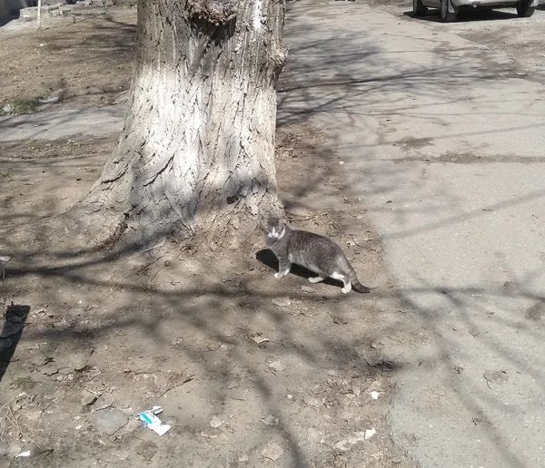Кошка, которую местные жители нежно называли Дымкой, отплатила добром за добро