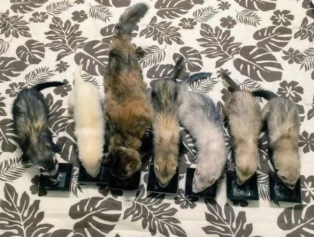 Котенок, который считает себя хорьком