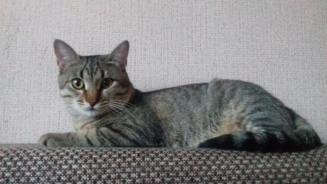котенок нашел дом полосатый кот