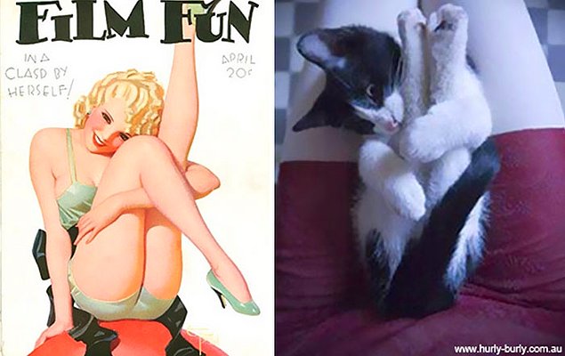 15 кошек, позирующих в стиле красоток Pin Up