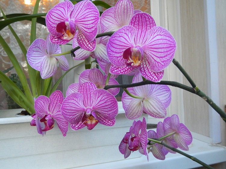 orhidei-1