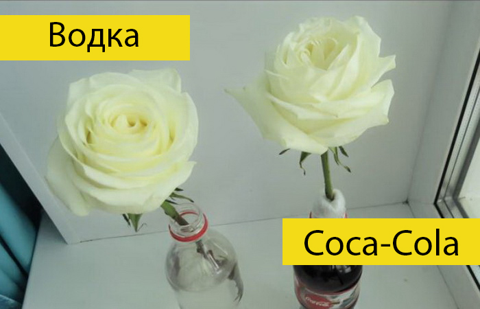 Как продлить жизнь розам без специальных средств. Водка или Coca-Cola