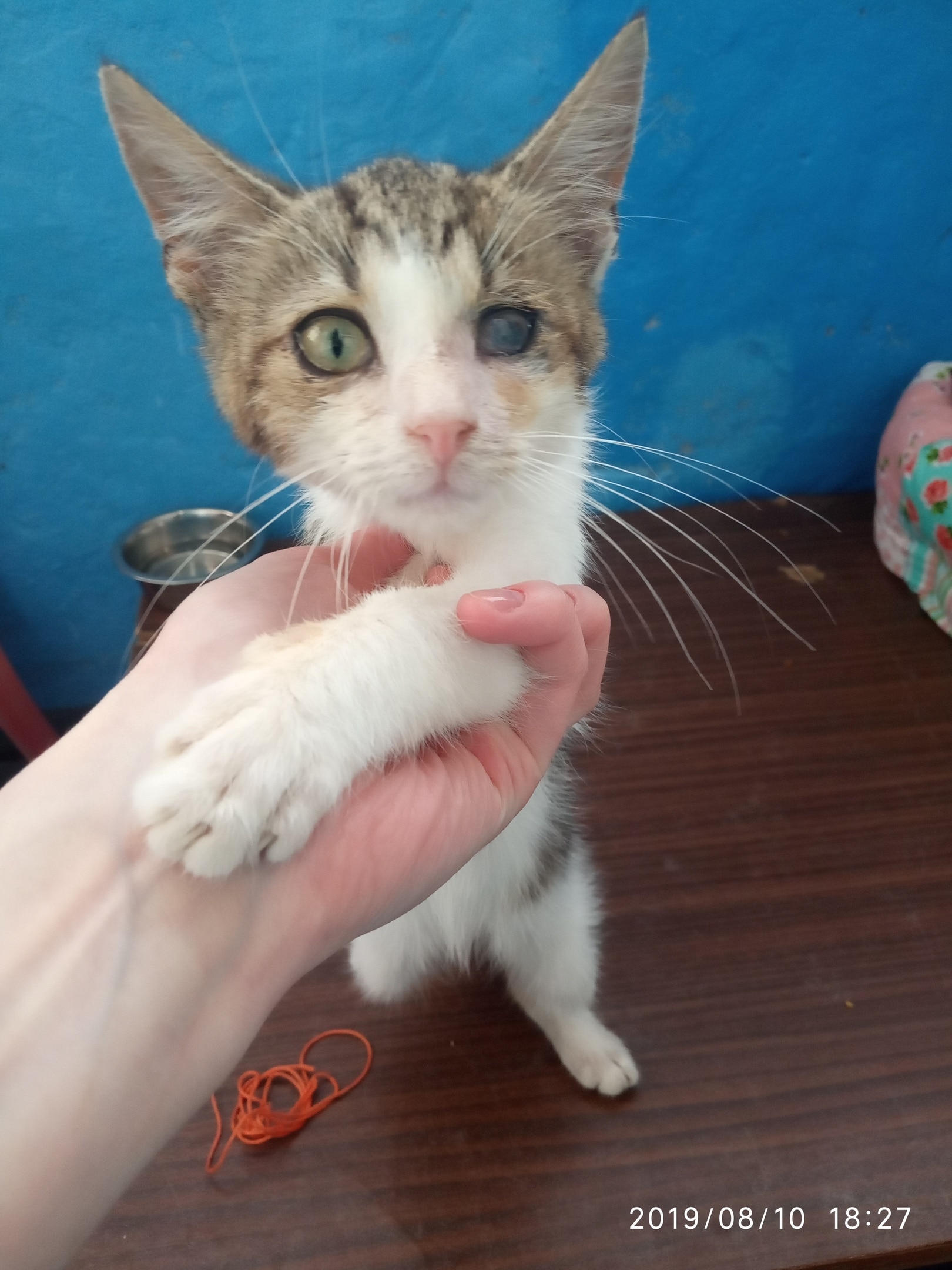 помощь котёнку котёнок в доме