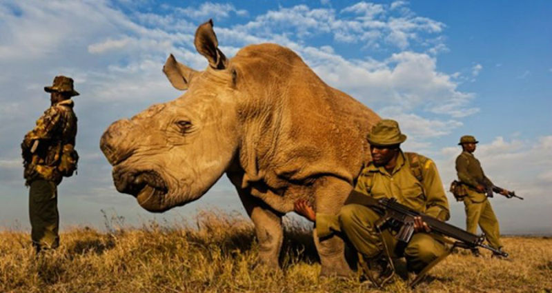 Умер последний в мире самец северного белого носорога, но ученые не теряют надежду на сохранение вида