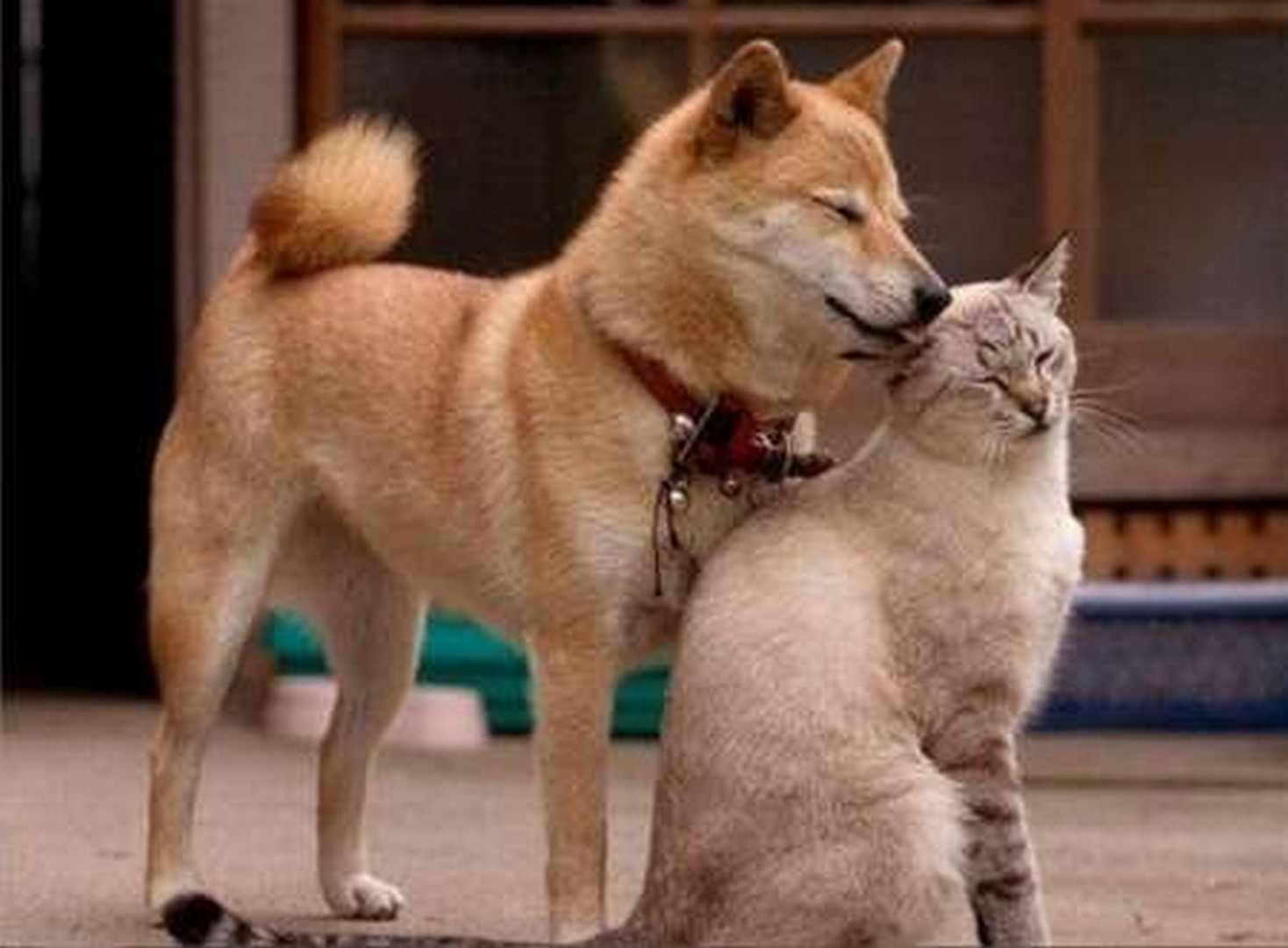 Котипес или песикот