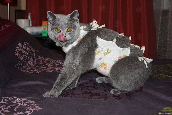 Попона для кота Попона для кота