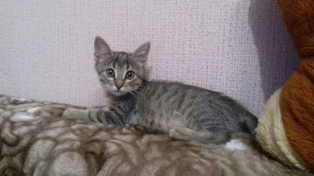котенка приютили полосатый котенок