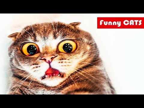 Смешные животные / Приколы с котами #1