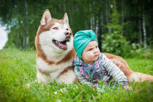 Девочка родилась и растет в стае хаски. Это удивительно!