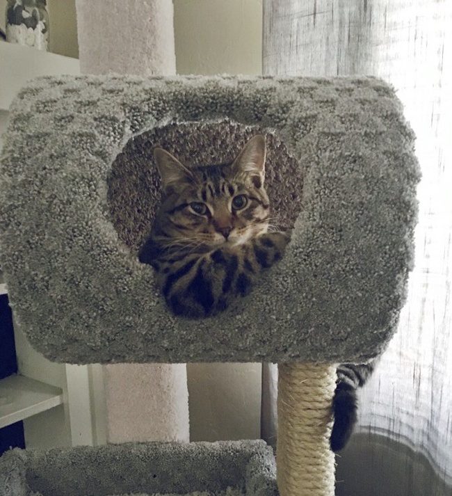 Животные, которых не так-то просто раскусить) Животные, которых не так-то просто раскусить)