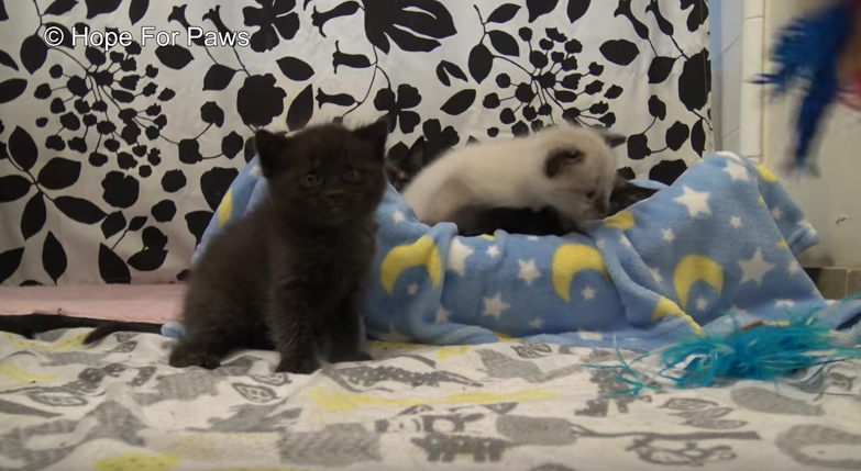 Кошка застряла в водосточной трубе со своими крошечными котятами Кошка застряла в водосточной трубе со своими крошечными котятами