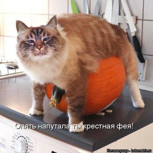 Лучшая котоматрица недели