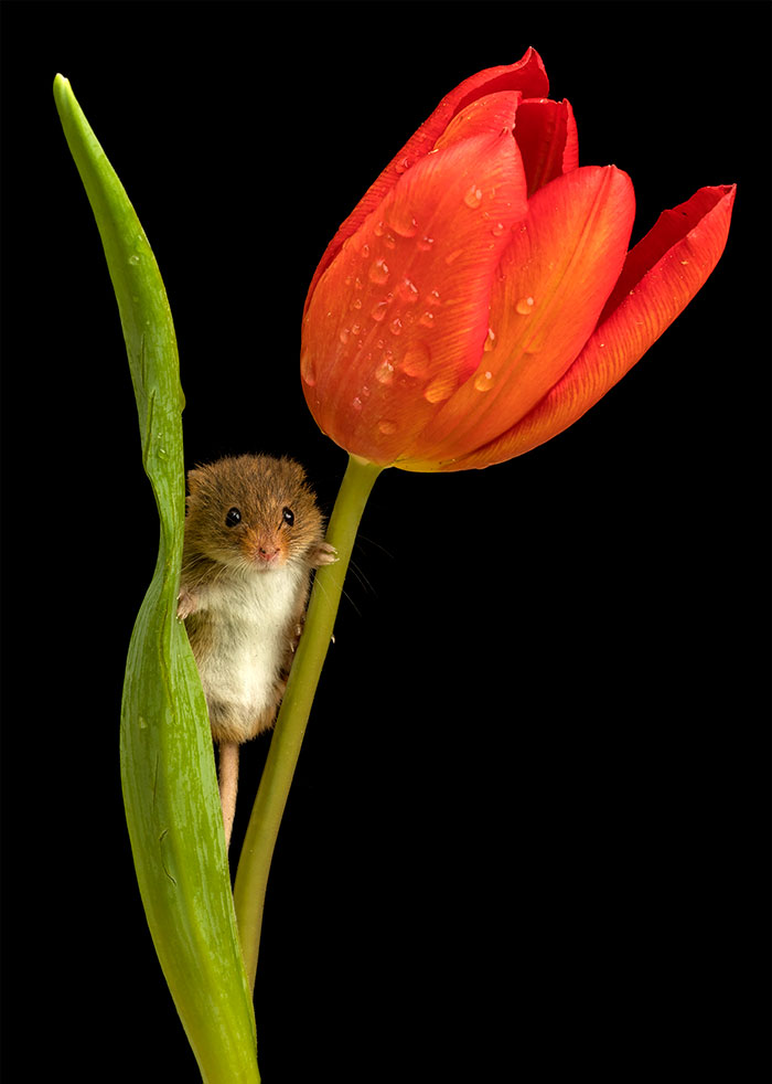cute-harvest-mice-in-tulips-miles-herbert-7-5ad097d3546a9__700.jpg cute-harvest-mice-in-tulips-miles-herbert-7-5ad097d3546a9__700.jpg