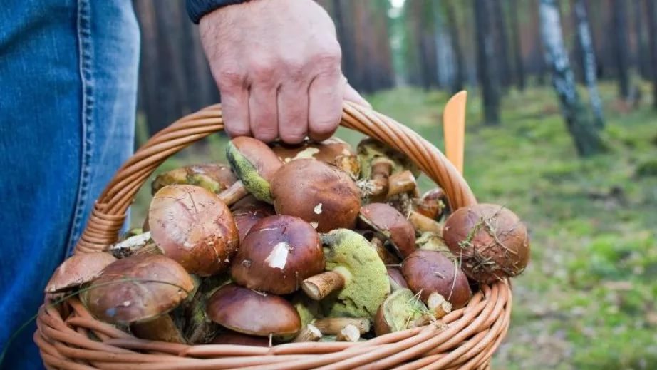 Граждане, собирающие грибы на продажу, должны платить за аренду леса Граждане, собирающие грибы на продажу, должны платить за аренду леса