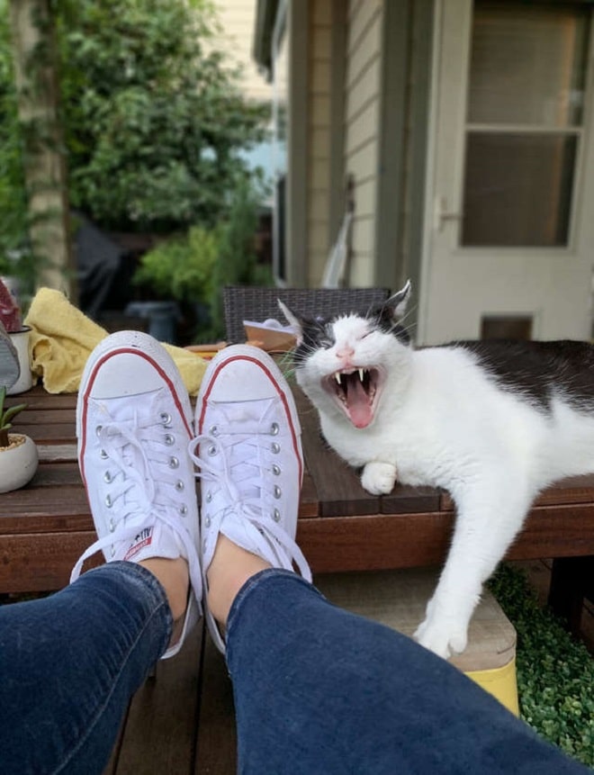 Кот зевает Зевающий кот