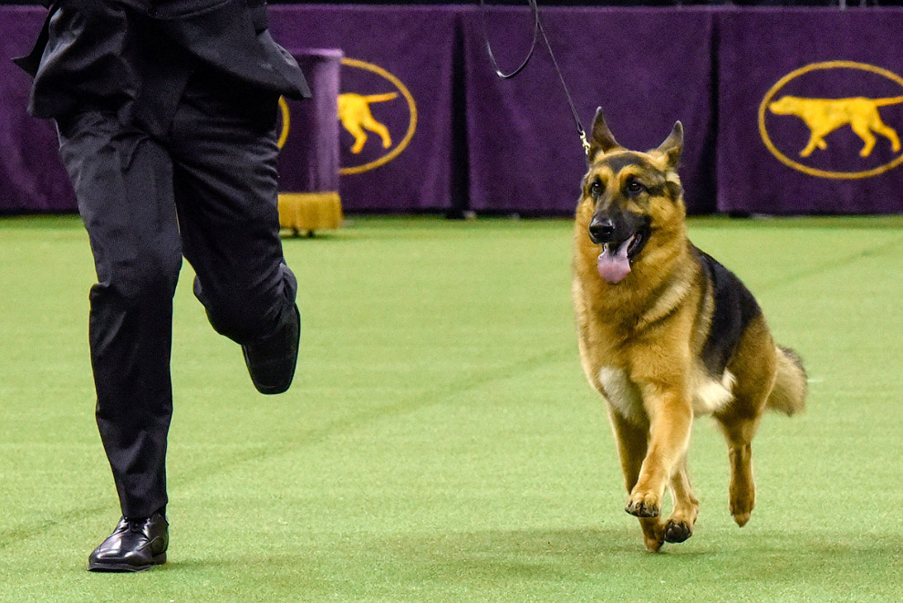 USA-DOGSHOW/