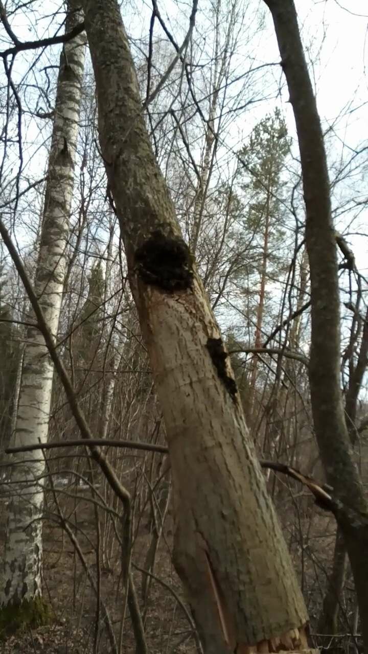 Чага не берёзовая. Фото от 20 апреля 2019 г.
