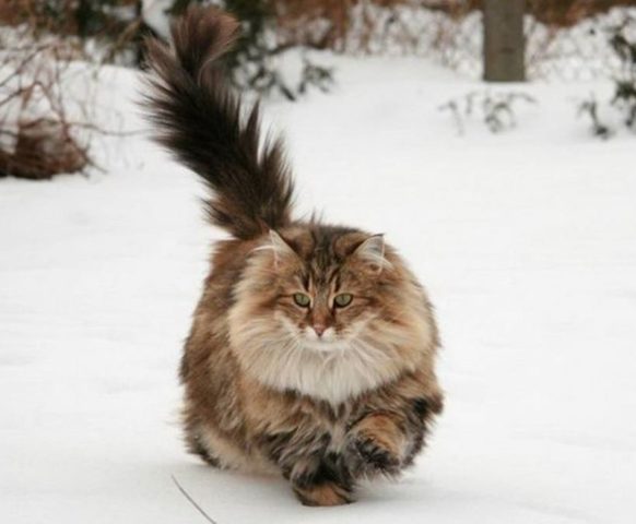 Зима – кошка в снегу