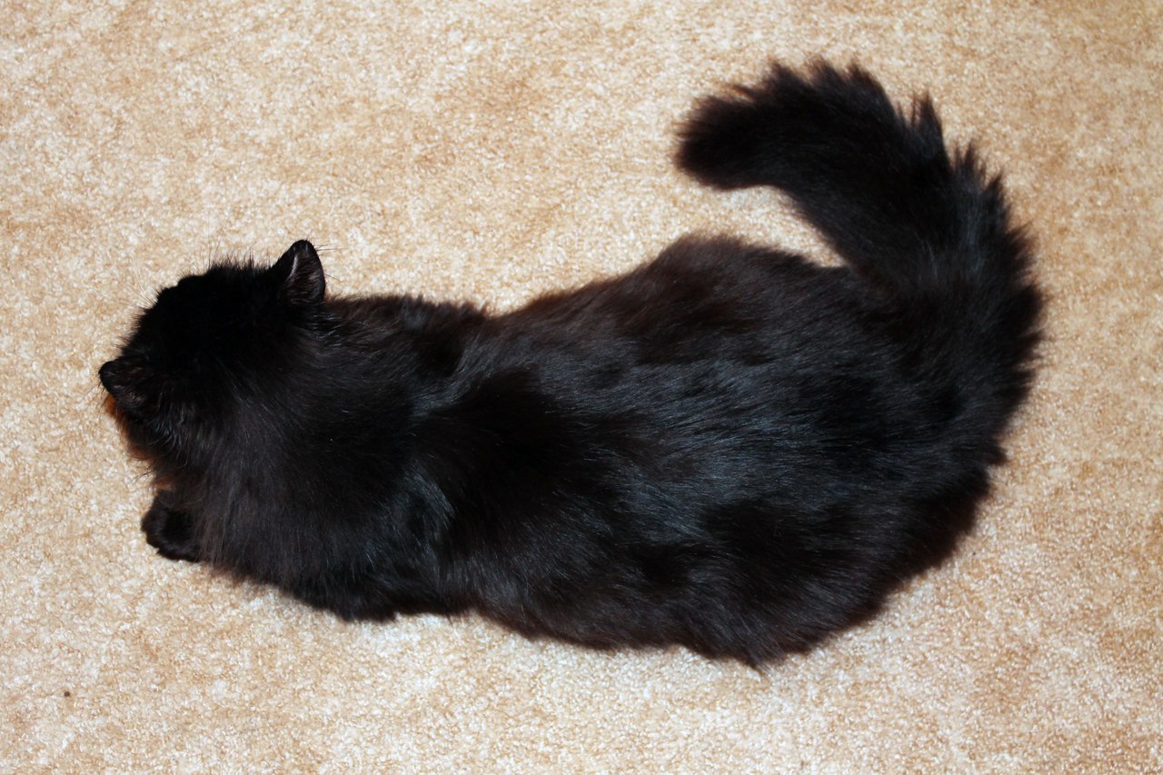 Черные кошки с пушистым хвостом