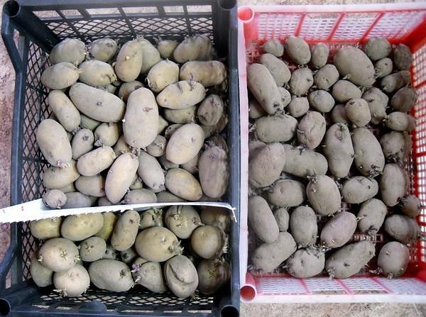 ГОТОВИM КАРТОФЕЛЬ К ПОСАДКЕ
