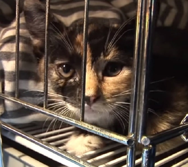 Клетка с котенком Котенок в клетке