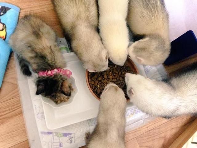 Котенок, который считает себя хорьком