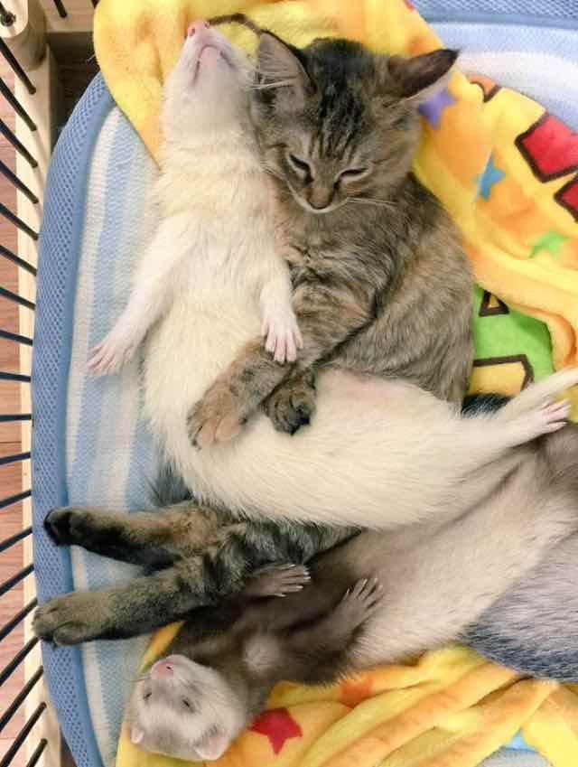 Котенок, который считает себя хорьком