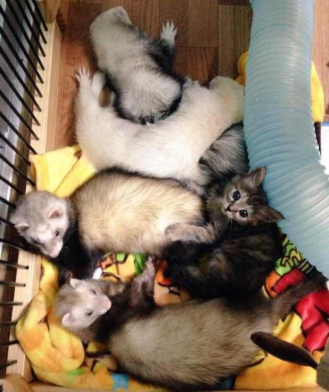 Котенок, который считает себя хорьком