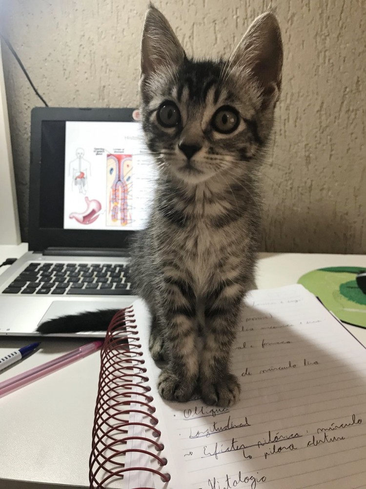 "В нашем доме не будет кота! Мама запретила оставлять котенка, но что-то пошло не по плану... "В нашем доме не будет кота! Мама запретила оставлять котенка, но что-то пошло не по плану...