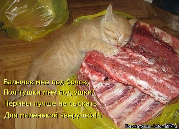 Лучшие котоматрицы, которые зарядят вас позитивом) Лучшие котоматрицы, которые зарядят вас позитивом)